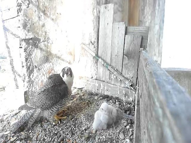 birdcam_30-4-2021-8-4.jpg