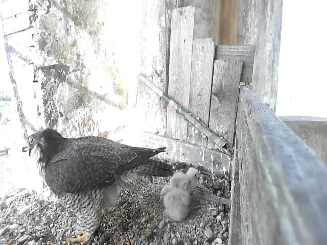 birdcam_30-4-2021-8-2.jpg