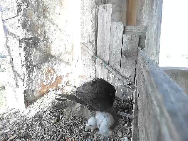 birdcam_30-4-2021-8-8.jpg