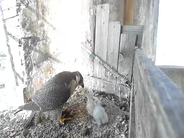 birdcam_30-4-2021-8-14.jpg