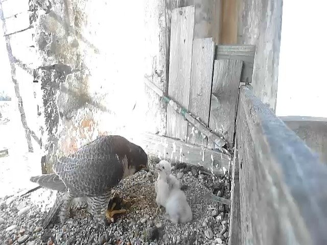 birdcam_30-4-2021-8-14 (1).jpg