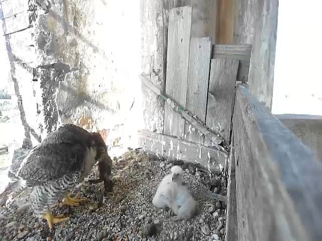 birdcam_30-4-2021-8-13.jpg