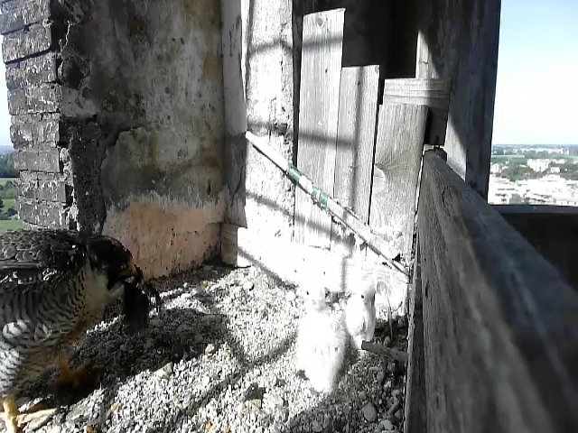 birdcam_30-4-2021-9-48.jpg