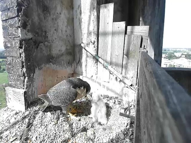 birdcam_30-4-2021-10-0.jpg