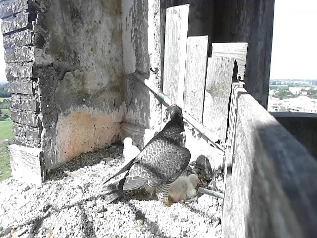 birdcam_30-4-2021-10-43.jpg