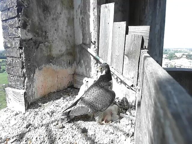 birdcam_30-4-2021-10-45.jpg