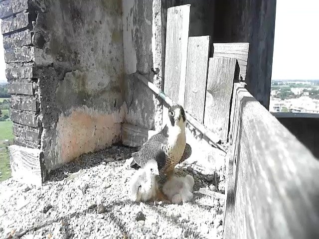 birdcam_30-4-2021-10-51 (1).jpg