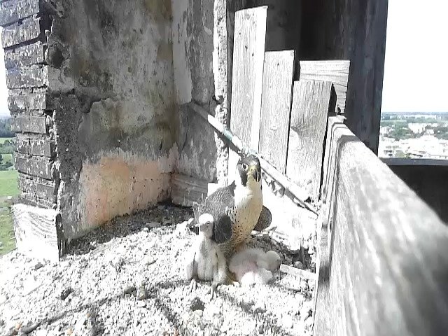 birdcam_30-4-2021-10-51.jpg