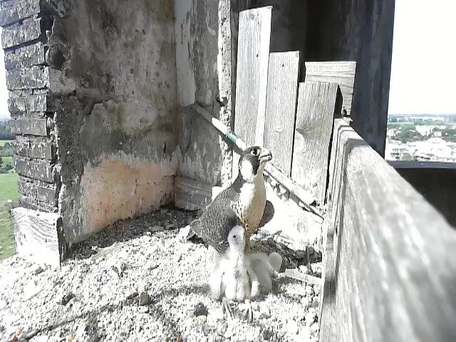 birdcam_30-4-2021-10-52 (1).jpg