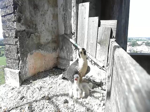 birdcam_30-4-2021-10-52.jpg