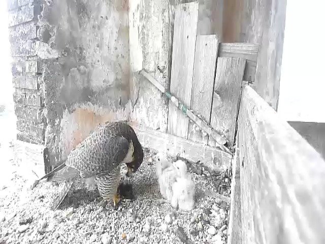 birdcam_1-5-2021-7-53.jpg