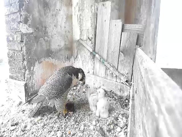 birdcam_1-5-2021-7-53 (1).jpg