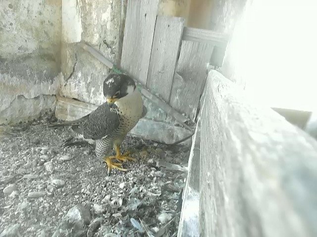 birdcam_4-6-2021-14-30 (4).jpg
