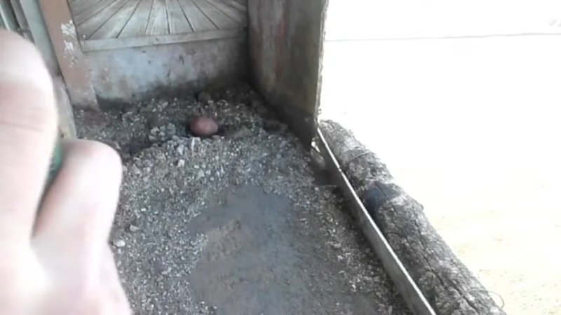 Screenshotter--YouTube-Birdcamit-PeregrineFalconsAlexVergine-1’57”.jpg