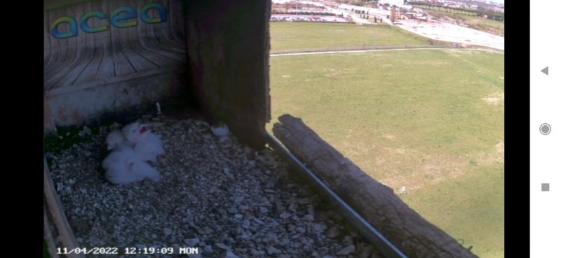 Screenshot_2022-04-11-12-19-30-669_com.android.chrome.jpg