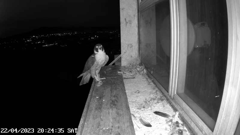 Birdcam.it - Outside Camera Alex & Vergine 12-54-1 screenshot.png