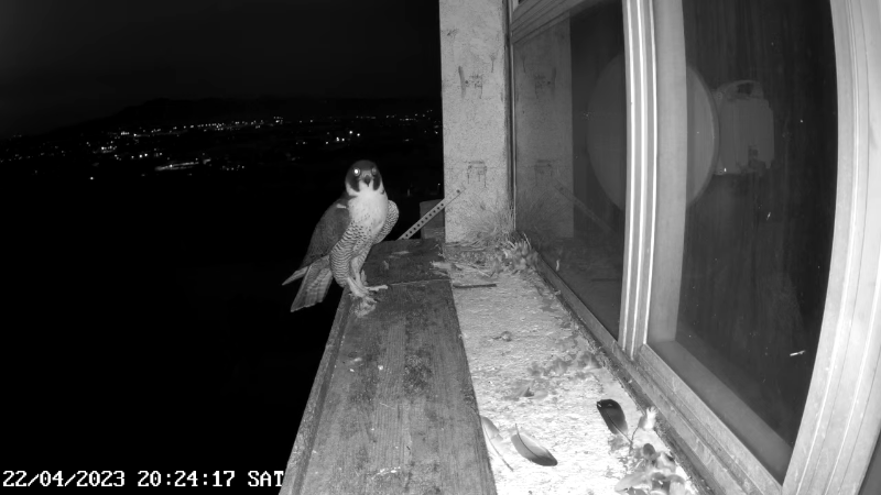 Birdcam.it - Outside Camera Alex & Vergine 12-53-42 screenshot.png