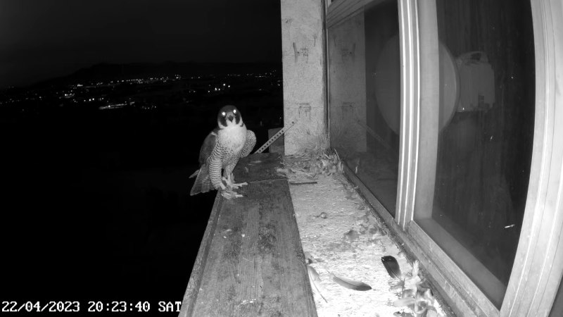 Birdcam.it - Outside Camera Alex & Vergine 12-53-5 screenshot.png