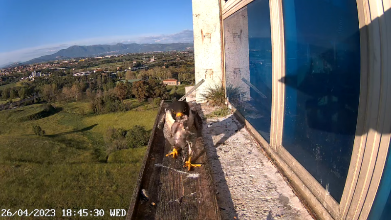 Birdcam.it - Outside Camera Alex & Vergine 13-19-50 screenshot.png