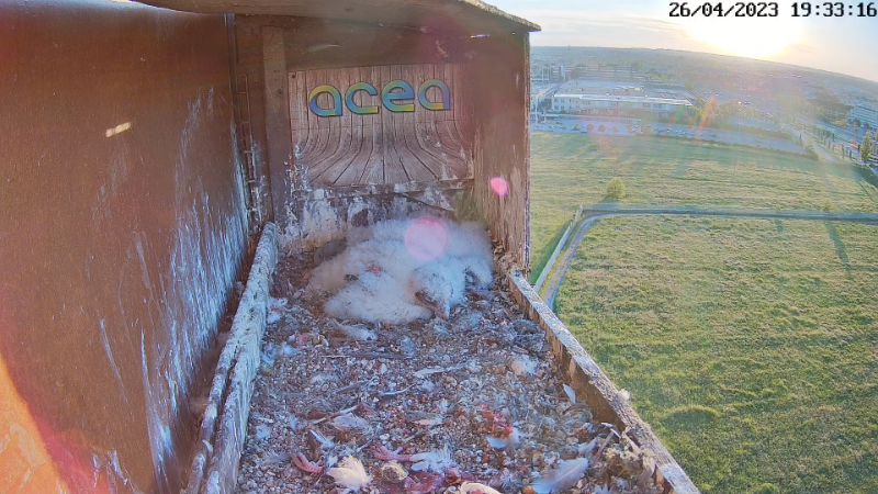 Birdcam.it - Live Peregrine Falcons Nest Alex & Vergine 13-11-26 screenshot.png