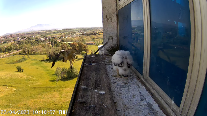 Birdcam.it - Outside Camera Alex & Vergine 13-20-56 screenshot (1).png