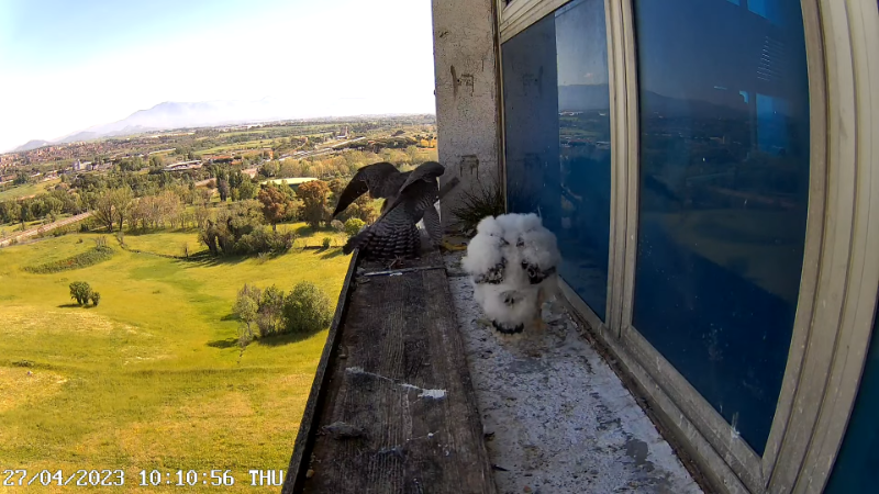Birdcam.it - Outside Camera Alex & Vergine 13-20-56 screenshot.png