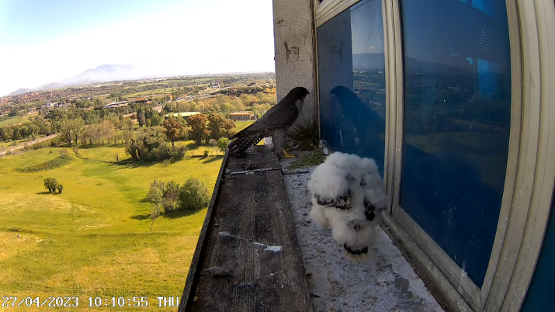 Birdcam.it - Outside Camera Alex & Vergine 13-20-54 screenshot.png