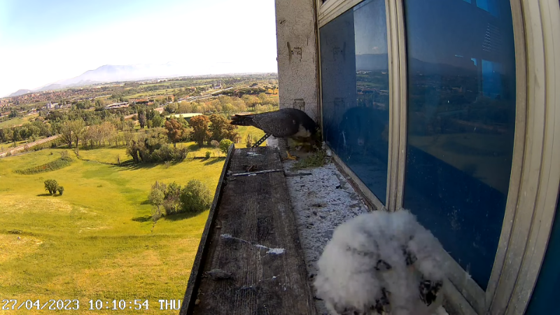 Birdcam.it - Outside Camera Alex & Vergine 13-20-53 screenshot.png