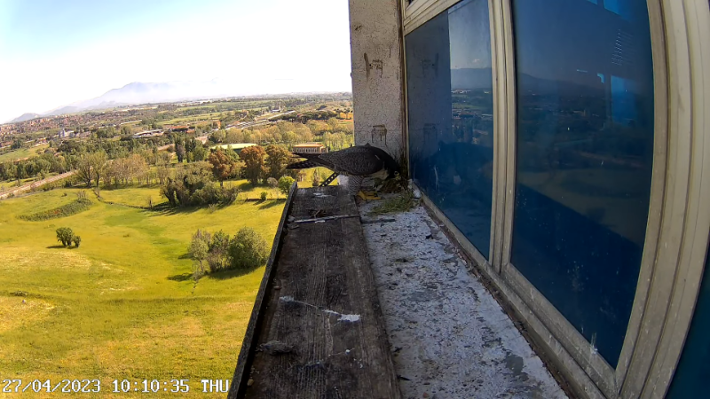 Birdcam.it - Outside Camera Alex & Vergine 13-20-34 screenshot.png
