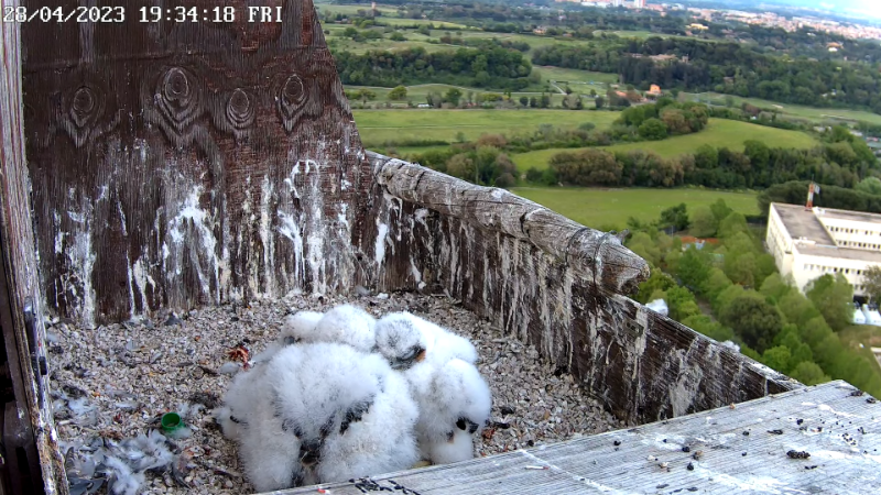 Birdcam.it - Live Peregrine Falcons Nest - TIM Tower Rome 13-0-12 screenshot.png