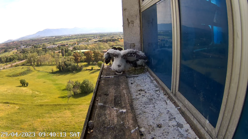 Birdcam.it - Outside Camera Alex & Vergine 13-13-22 screenshot.png