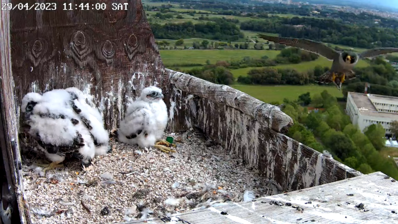 Birdcam.it - Live Peregrine Falcons Nest - TIM Tower Rome 13-0-15 screenshot (1).png