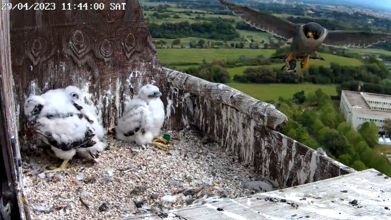 Birdcam.it - Live Peregrine Falcons Nest - TIM Tower Rome 13-0-15 screenshot (2).png