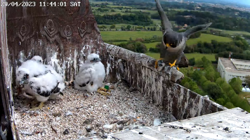 Birdcam.it - Live Peregrine Falcons Nest - TIM Tower Rome 13-0-15 screenshot (4).png