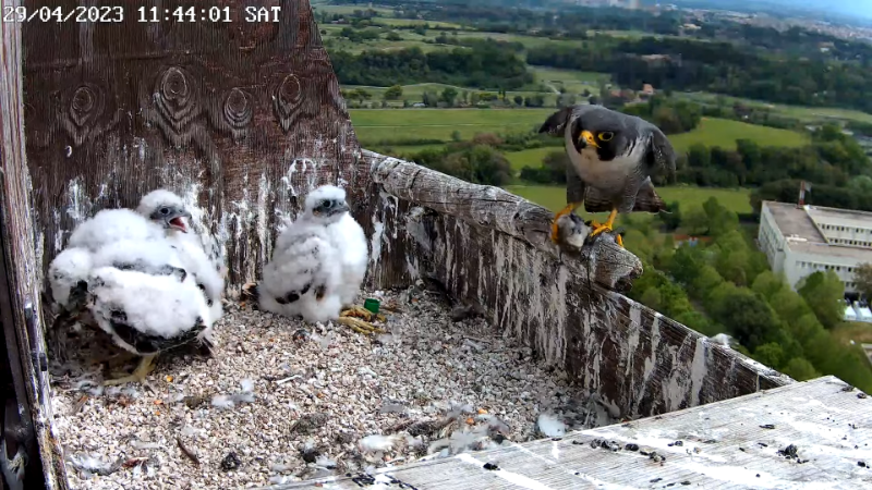 Birdcam.it - Live Peregrine Falcons Nest - TIM Tower Rome 13-0-16 screenshot.png