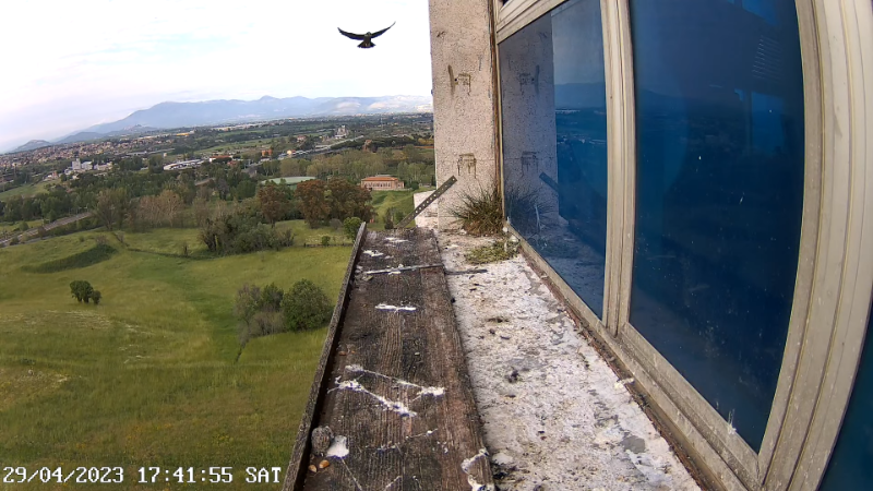 Birdcam.it - Outside Camera Alex & Vergine 15-29-14 screenshot.png