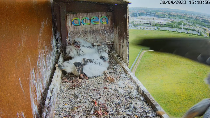 Birdcam.it - Live Peregrine Falcons Nest Alex & Vergine 13-3-50 screenshot.png