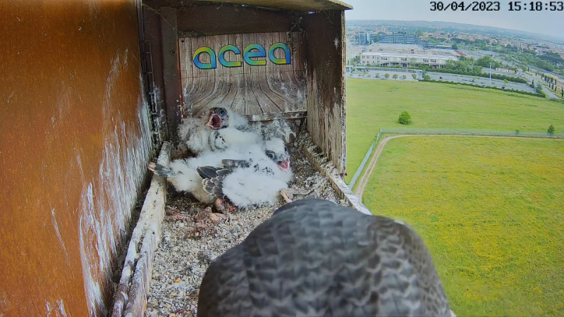 Birdcam.it - Live Peregrine Falcons Nest Alex & Vergine 13-3-47 screenshot.png