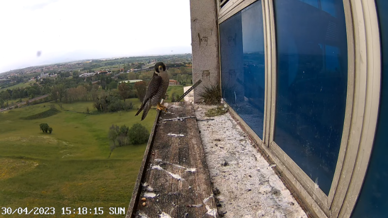 Birdcam.it - Outside Camera Alex & Vergine 13-3-4 screenshot.png