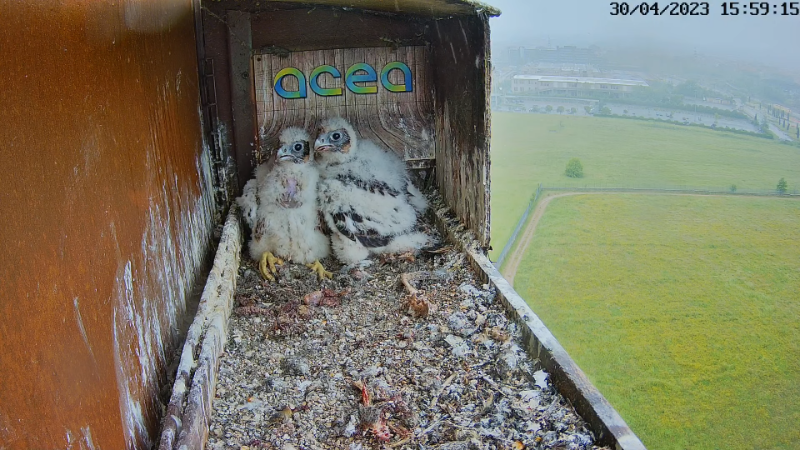 Birdcam.it - Live Peregrine Falcons Nest Alex & Vergine 13-27-33 screenshot.png