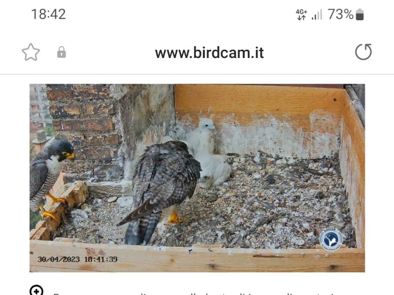 Screenshot_20230430-184201_Samsung Internet.jpg