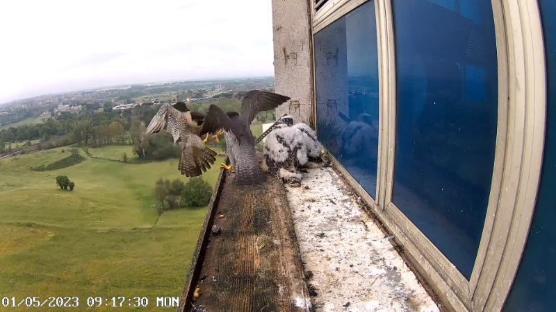 3 Birdcam.it - Outside Camera Alex & Vergine 12-16-40 screenshot.png