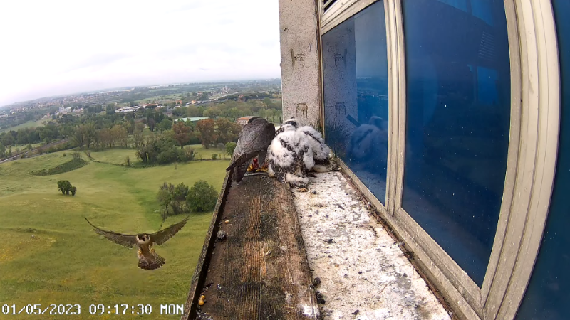 1 Birdcam.it - Outside Camera Alex & Vergine 12-16-39 screenshot.png