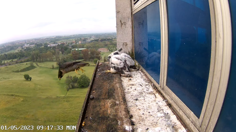 7 Birdcam.it - Outside Camera Alex & Vergine 12-16-42 screenshot G.png