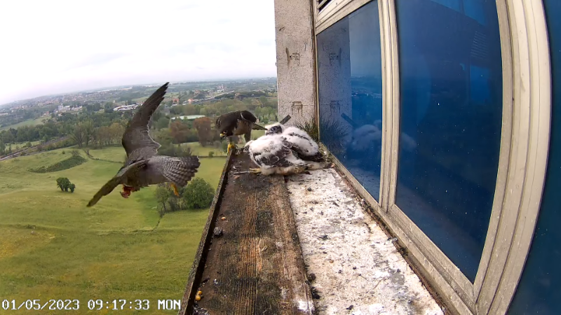 6 Birdcam.it - Outside Camera Alex & Vergine 12-16-42 screenshot F.png