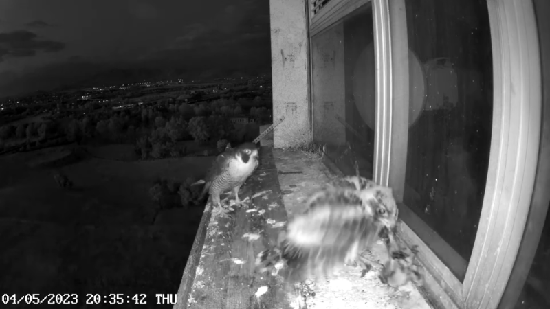 Birdcam.it - Outside Camera Alex & Vergine 13-35-7 screenshot.png
