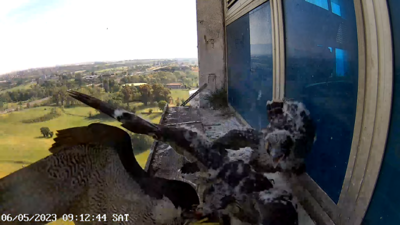 Birdcam.it - Outside Camera Alex & Vergine 12-32-30 screenshot.png