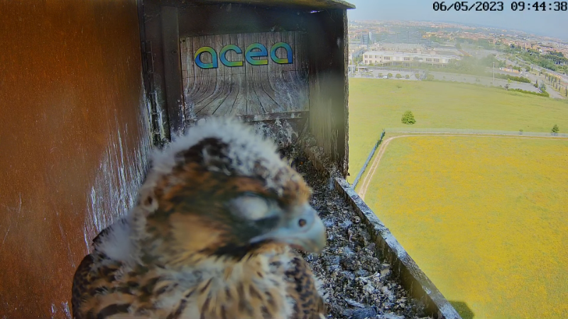 Birdcam.it - Live Peregrine Falcons Nest Alex & Vergine 13-0-48 screenshot.png