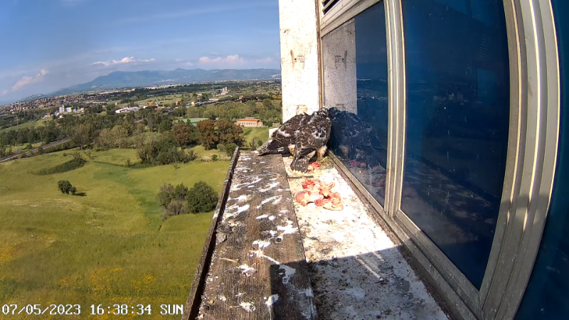 Birdcam.it - Outside Camera Alex & Vergine 12-9-16 screenshot.png