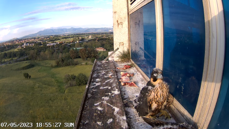 Birdcam.it - Outside Camera Alex & Vergine 13-0-7 screenshot.png